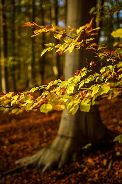 Vertical closeup shot of yellow and brown leaves on the branch with blurred natural background