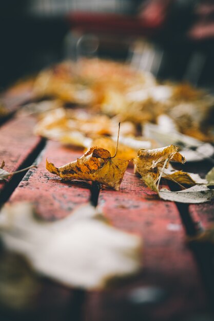 Vertical closeup shot of a yellow leaf on the bench with a blurred background