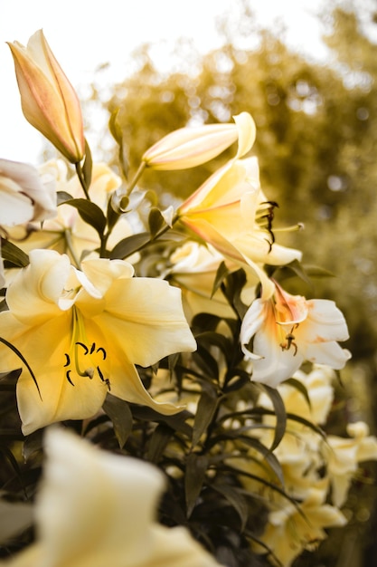 Vertical closeup shot of yellow lilies growing on the bush