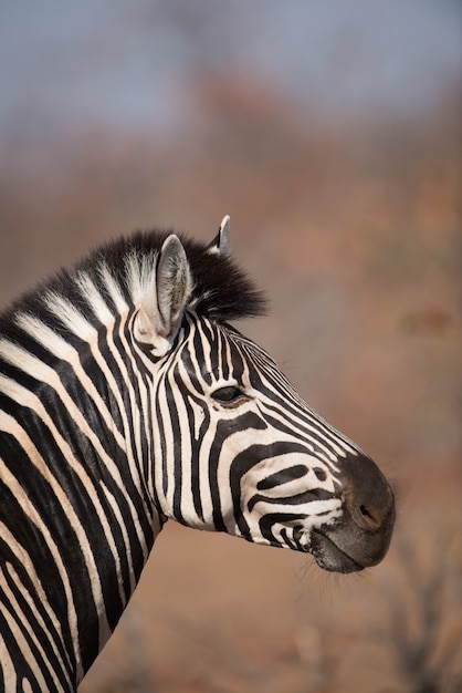 Vertical closeup shot of a zebra