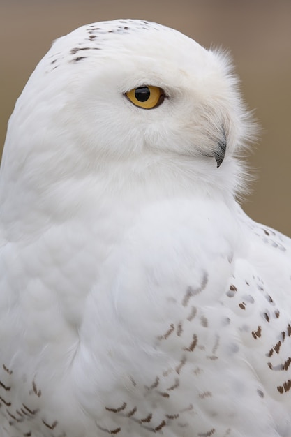 Vertical closeup of a Snowy owl under the sunlight