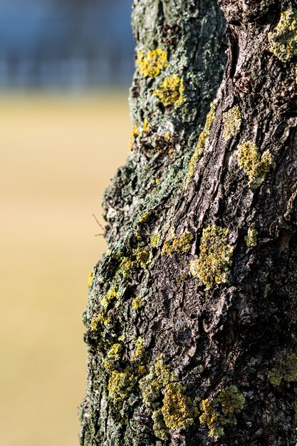 ぼやけた背景で日光の下で苔で覆われた木の樹皮の垂直クローズアップ