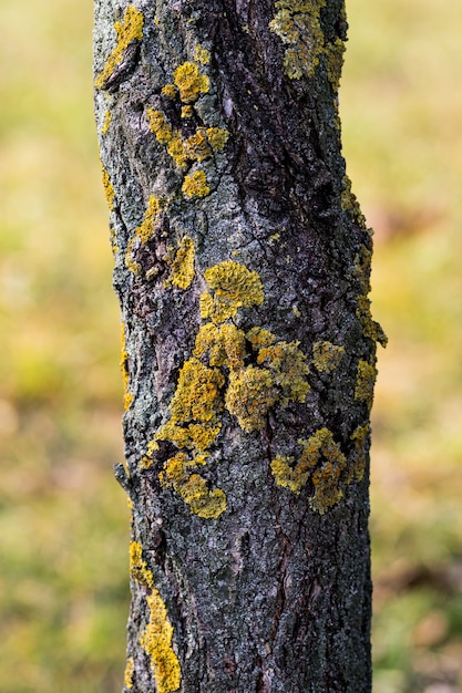 Vertical closeup of a tree bark covered in mosses under the sunlight