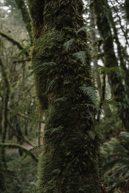 Foto gratuita primo piano verticale di un albero coperto di foglie e muschi in una foresta