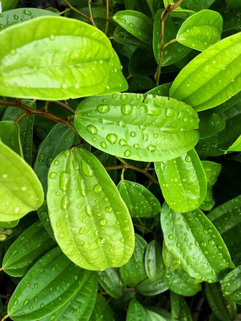 Vertical closeup view of the wet leaves of a plant in a garden captured on a sunny day