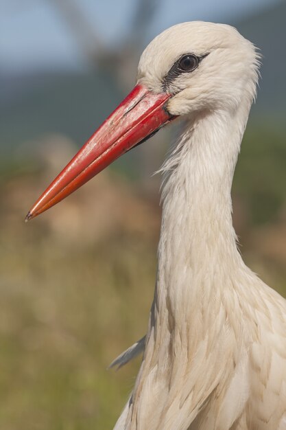 Vertical closeup of a white stork under the sunlight with a blurry background