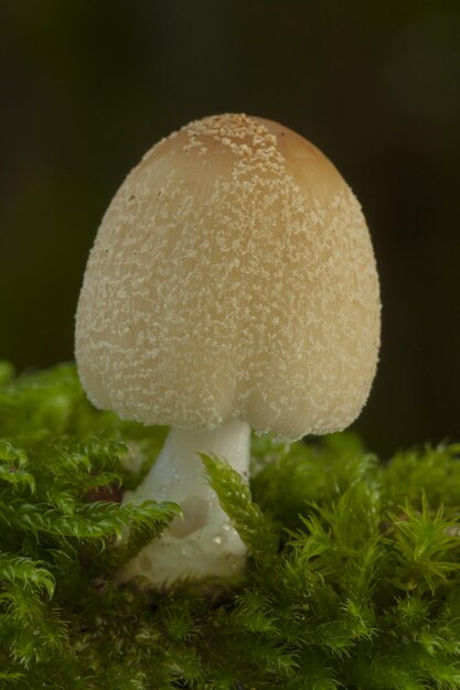 Vertical closeup of a wild capped mushroom on the ground covered in mosses under the sunlight