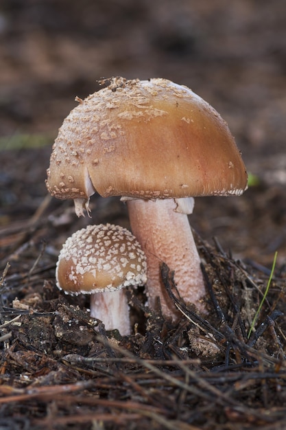 Vertical closeup of wild mushrooms on the ground covered in leaves and branches in a forest