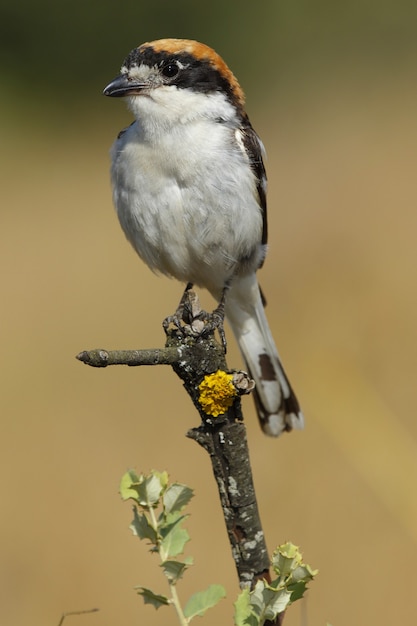 Vertical closeup of a woodchat shrike standing on a tree branch under the sunlight at daytime