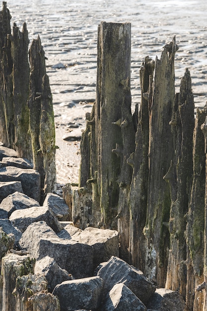 Primo piano verticale di un tagli di legno