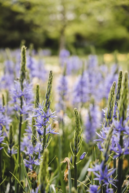 Vertical  of common camases surrounded by greenery in a field under the sunlight