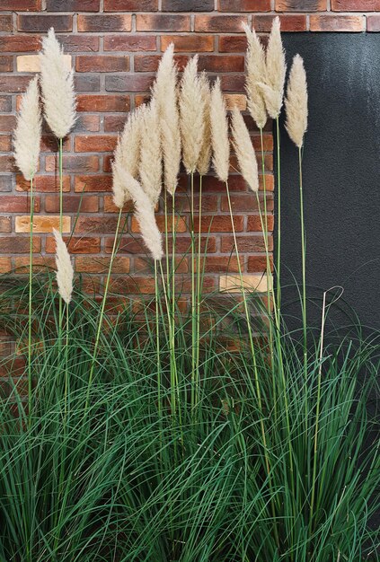 Вертикальная рамка тростника на фоне стены из красного кирпича Домашний или студийный фон украшения пространства со свободным пространством Декоративные растения для украшения