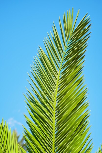 ヤシの葉の垂直フレームの自然な背景は、休暇や休日のための青い空を背景に夏の休日はがきのコンセプトにクローズ アップ