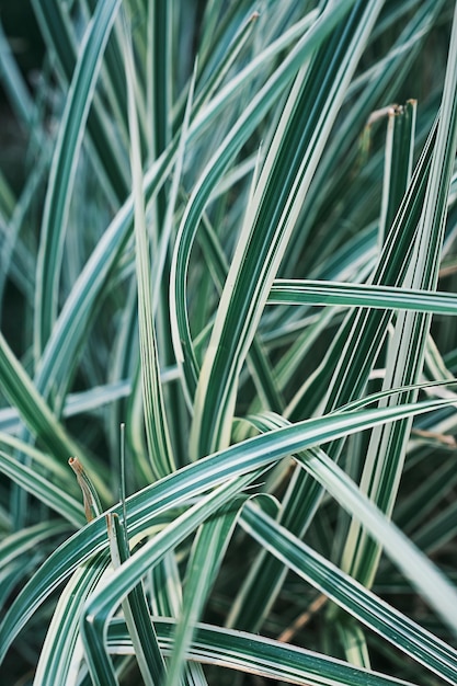 垂直フレーム スプラッシュまたは背景のアイデア Phalaris arundinacea またはカナリア 緑と白の葉を持つ縞模様の草の葉の背景または自然のバナーのスプラッシュ