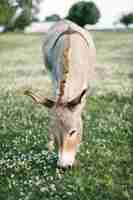 Free photo vertical front view of a light brown donkey eating grass