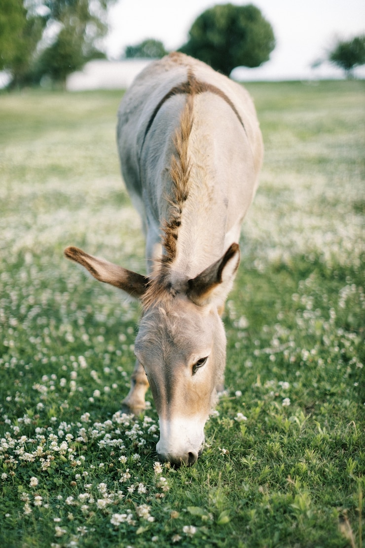 Free Photo vertical front view of a light brown donkey eating grass