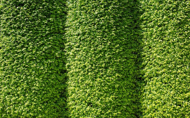 Premium Photo | Vertical garden with green leaf, contrast