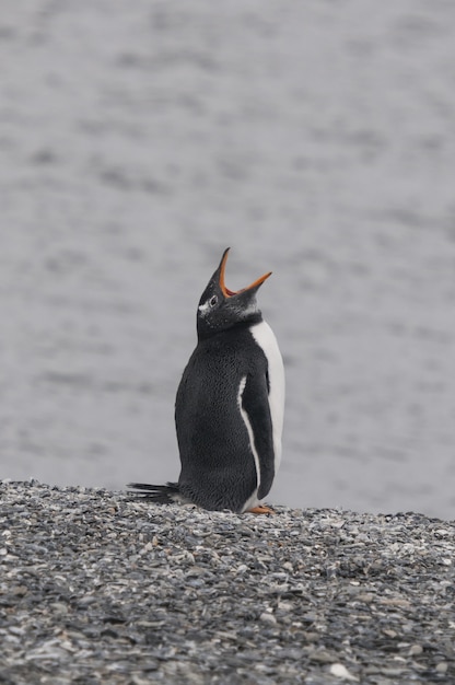 海の石の多い海岸に立っているあくびをするジェンツーペンギンの垂直