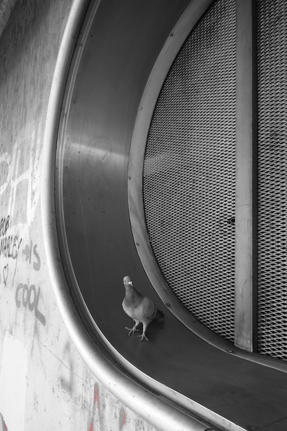 Вертикальный снимок в градациях серого маленькой птицы, сидящей на вентиляционной системе на стене с надписями
