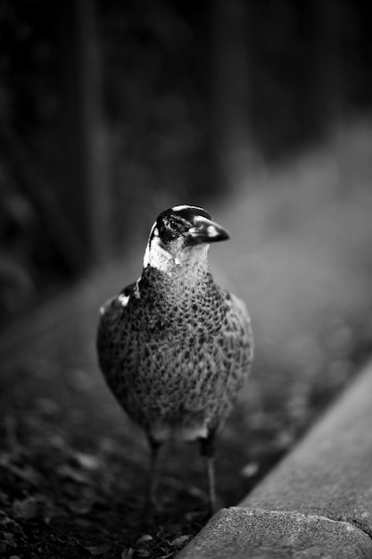 Vertical grayscale shot of a spangled kookaburra bird