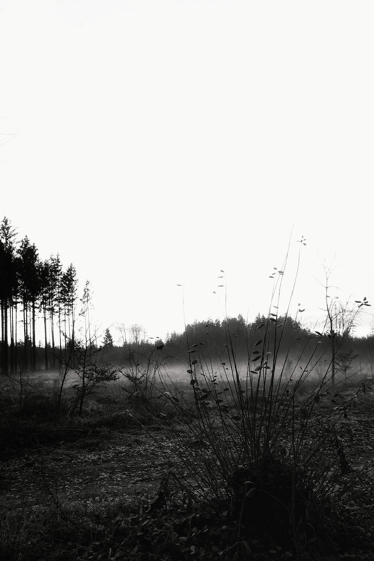 Free Photo vertical grayscale shot of a valley during evening mist on a white background