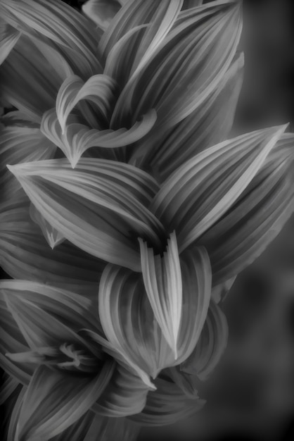 Foto gratuita colpo verticale del primo piano in scala di grigi di bella fumoso floreale