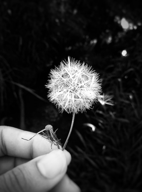 Free photo vertical greyscale closeup shot of a human holding a dandelion