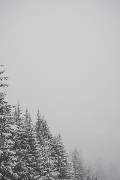 Вертикальный снимок снежных елей в оттенках серого с выбором текста для размещения на пустом месте