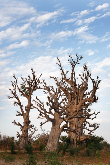 Vertical group of baobab