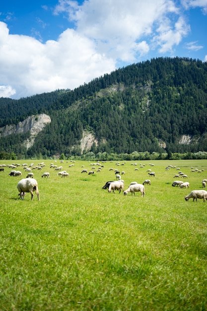 Vertical of a herd of sheep eating grass at the pasture surrounded by tall mountains