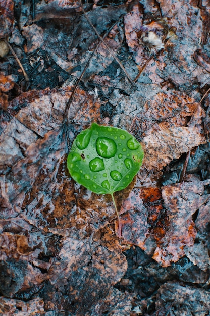 無料写真 表面に水滴が付いている地面に落ちた緑の葉の垂直高角度のクローズアップショット