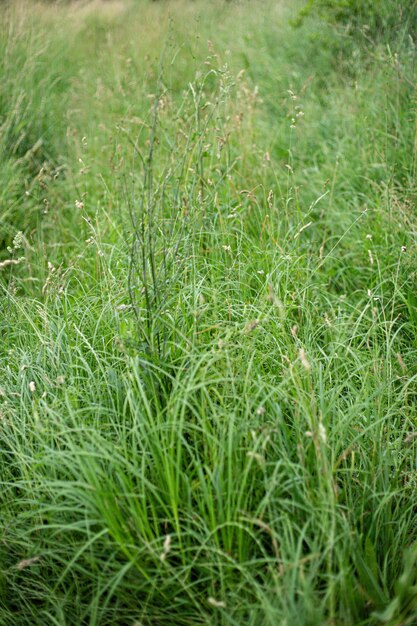 日光の下でキャプチャされた牧草地を覆う美しい緑の草の垂直ハイアングルショット