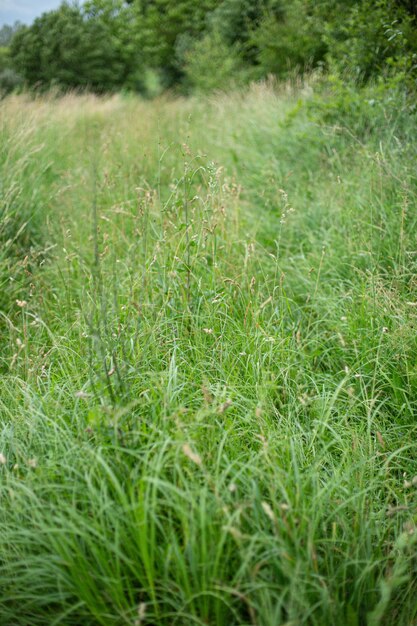 日光の下でキャプチャされた牧草地を覆う美しい緑の草の垂直ハイアングルショット