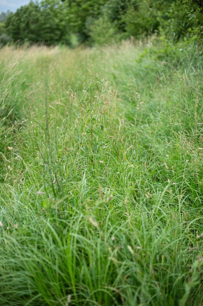 日光の下でキャプチャされた牧草地を覆う美しい緑の草の垂直ハイアングルショット