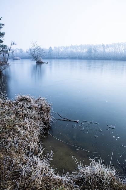 Vertical high angle shot of dry grass and bare trees near the lake covered with fog in winter