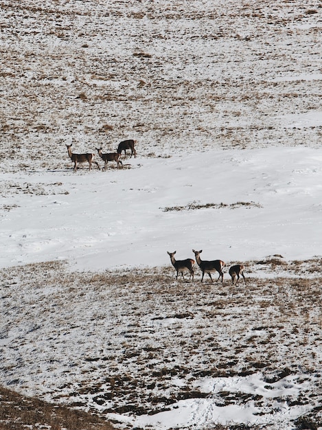 Vertical high angle shot of a group of deer in the snowy valley