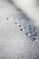 Бесплатное фото Вертикальный снимок круглых следов животных на снегу под высоким углом