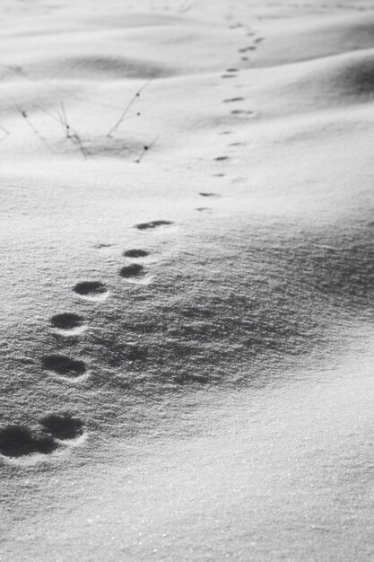 雪の上の丸い動物の足跡の垂直ハイアングルショット