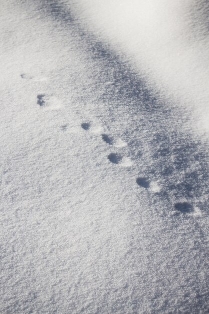 Vertical high angle shot of round animal footprints on the snow