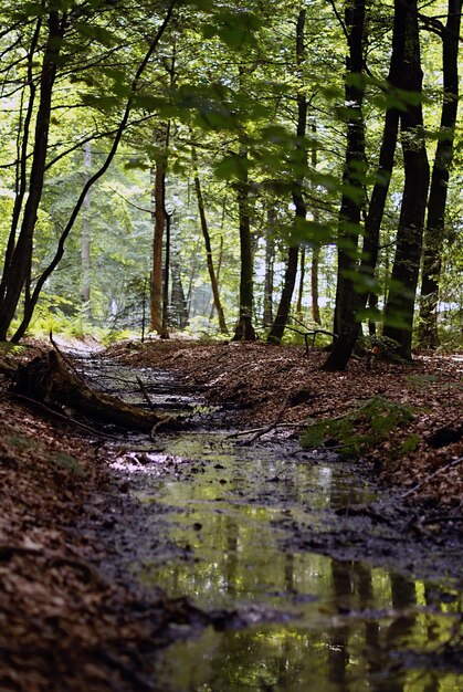 Vertical high angle shot of a small river in the forest during the daytime