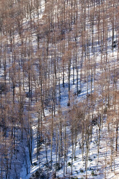 Vertical high angle shot of the tall bare trees of the Medvednica in Zagreb, Croatia in winter