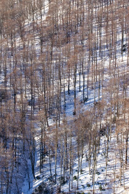 冬のクロアチア、ザグレブのメドヴェドニツァの背の高い裸木の垂直ハイアングルショット
