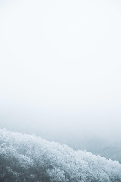 霧の日に山の雪に覆われた木の垂直ハイアングルショット