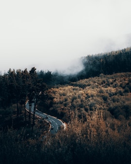 Colpo verticale ad alto angolo di una strada tortuosa circondata da una foresta in una giornata nebbiosa