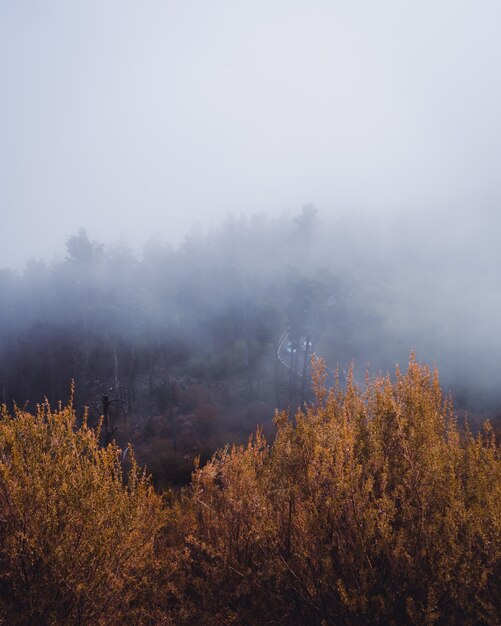 Vertical high angle shot of yellow trees covered by the fog