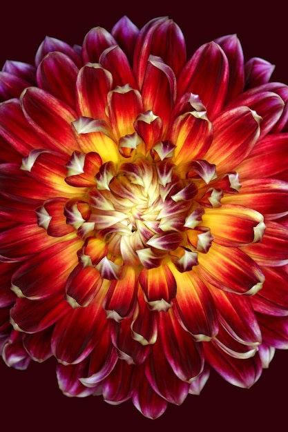 Vertical illustration of a magnificent red and yellow flower