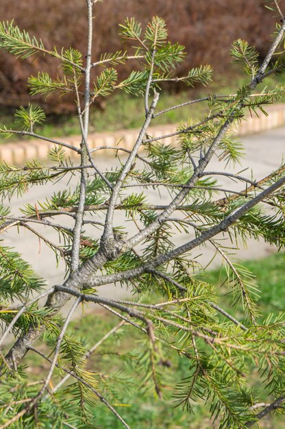 Vertical image of fir leaves and branches at a park