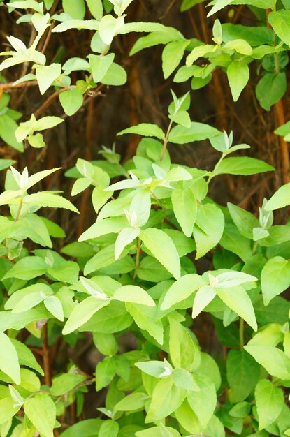 Vertical image of green leaves on plants