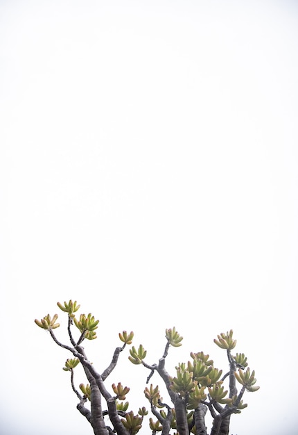 Vertical isolated tree branches on white