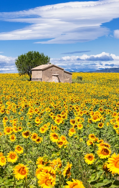 Vertical landscape with sunflower field over cloudy blue sky